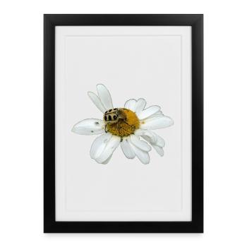 Bee chafer - Framed poster (27 × 37 cm) - black - Front