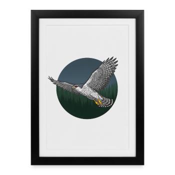 Goshawk Accipiter Gentilis Bird of Prey - Framed poster (27 × 37 cm) - black - Front