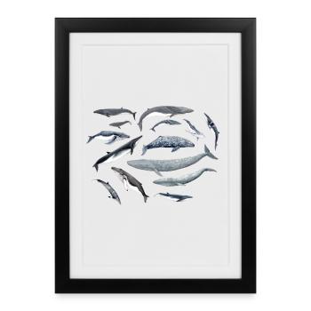 Baleines famille - famille des baleines - Baleines - Affiche encadrée (27 × 37 cm) - noir - Devant