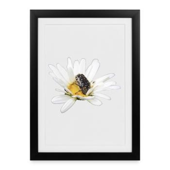 Rose chafer - Framed poster (27 × 37 cm) - black - Front