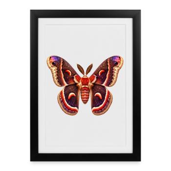 Cecropia Moth Hyalophora cecropia Cartoon Style - Framed poster (27 × 37 cm) - black - Front