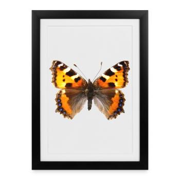 Papillon petit renard (Aglaiis urticae) - Affiche encadrée (27 × 37 cm) - noir - Devant