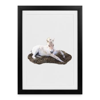Sleeping foal on hay - Framed poster (27 × 37 cm) - black - Front