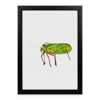 ma Katydid géante à capuchon. Photo de la nature, pas de graphisme - Affiche encadrée (27 × 37 cm) - noir - Devant