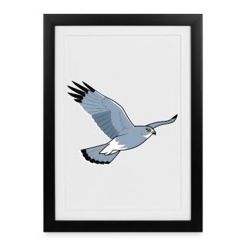 Hen Harrier Circus Cyaneus Bird of Prey - Framed poster (27 × 37 cm) - black - Front