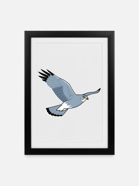 Hen Harrier Circus Cyaneus Bird of Prey - Framed poster (27 × 37 cm) - black