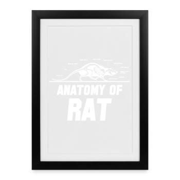 Rat, rat de maison, propriétaire de rats, amoureux des rats - Affiche encadrée (27 × 37 cm) - noir - Devant