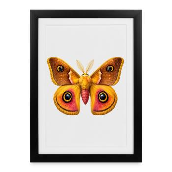 Emperor Moth Saturnia pavonia Cartoon Style - Framed poster (27 × 37 cm) - black - Front