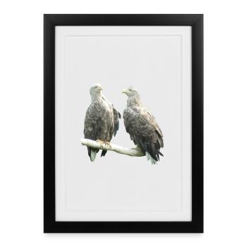 White-tailed eagle - Framed poster (27 × 37 cm) - black - Front