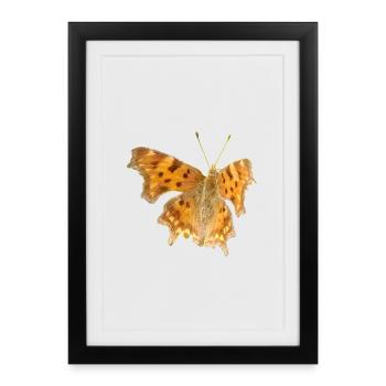 Butterfly C-Moth - Framed poster (27 × 37 cm) - black - Front