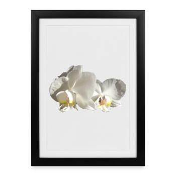 Orchidée blanche - Affiche encadrée (27 × 37 cm) - noir - Devant