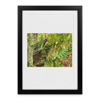 Autumn Forest - Framed poster (27 × 37 cm) - black - Front