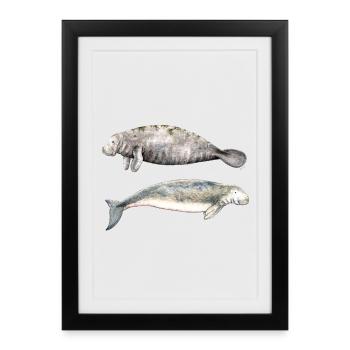 Vaches de mer: lamantin et dugong - Affiche encadrée (27 × 37 cm) - noir - Devant