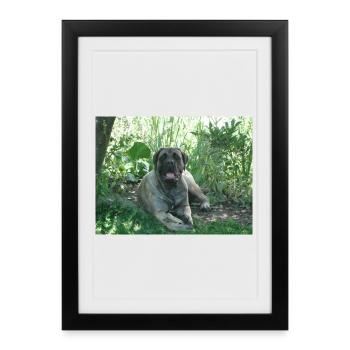old english mastiff in the garden - Framed poster (27 × 37 cm) - black - Front
