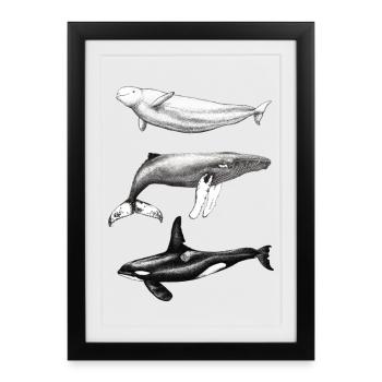 Beluga dolphin, humpback whale and humpback whale - Framed poster (27 × 37 cm) - black - Front