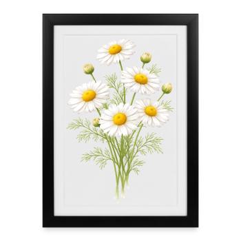 Illustration de fleurs de camomille - Affiche encadrée (27 × 37 cm) - noir - Devant