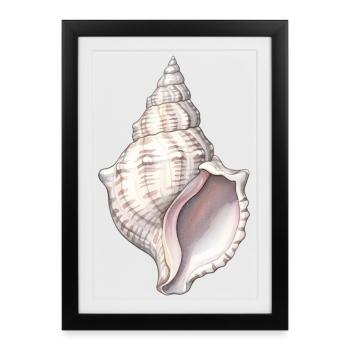 Sea Shell Spiral - Framed poster (27 × 37 cm) - black - Front