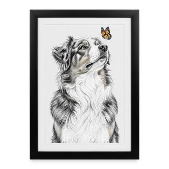 Papillon à l’apparence australienne Berger australien - Affiche encadrée (27 × 37 cm) - noir - Devant