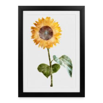Tournesol - Aquarelle - Affiche encadrée (27 × 37 cm) - noir - Devant