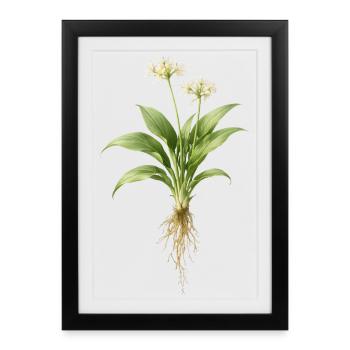Design botanique de la plante d’ail sauvage - Affiche encadrée (27 × 37 cm) - noir - Devant