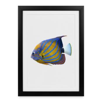 fish tropical - Framed poster (27 × 37 cm) - black - Front