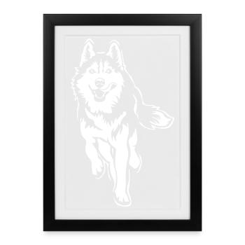 Husky «Black Edition» - Affiche encadrée (27 × 37 cm) - noir - Devant