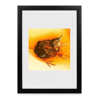 Hungry Blackbird - Framed poster (27 × 37 cm) - black - Front