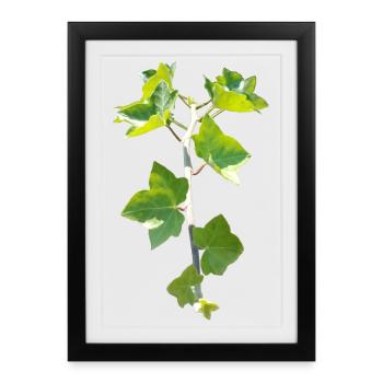 Lierre – Connexion à feuilles persistantes - Affiche encadrée (27 × 37 cm) - noir - Devant