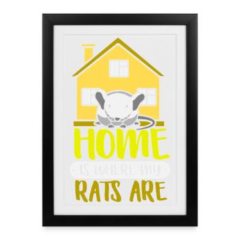 Rat, rat de maison, propriétaire de rats, amoureux des rats - Affiche encadrée (27 × 37 cm) - noir - Devant