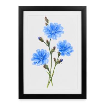 (Extraordinary) chicory botanical motif - Framed poster (27 × 37 cm) - black - Front