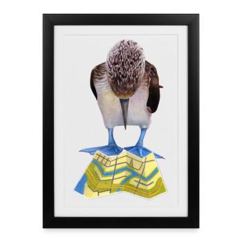 Blue-footed boobies road map - Framed poster (27 × 37 cm) - black - Front