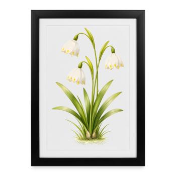 Illustration de la fleur printanière du bécher de mars - Affiche encadrée (27 × 37 cm) - noir - Devant