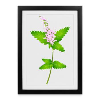 Menthe avec des fleurs – motif de la nature pour les amateurs d’herbes - Affiche encadrée (27 × 37 cm) - noir - Devant