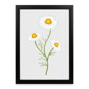 la camomille lumineuse comme plante médicinale fascinante - Affiche encadrée (27 × 37 cm) - noir - Devant