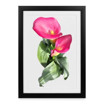 CALLASPink Calla Blossom Magic - Framed poster (27 × 37 cm) - black - Front