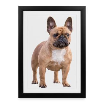 Bouledogue français - Affiche encadrée (27 × 37 cm) - noir - Devant