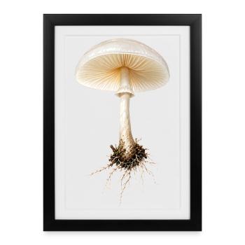 Porcelaine Champignon, hêtre, bave, Carotte, design naturel. - Affiche encadrée (27 × 37 cm) - noir - Devant