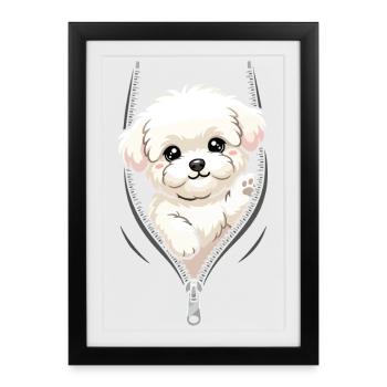 Bichon Fris regarde à travers la fermeture éclair - Affiche encadrée (27 × 37 cm) - noir - Devant
