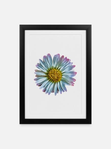 Daisy - Framed poster (27 × 37 cm) - black