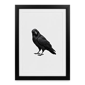 Kolkrabe - Gerahmtes Poster (27 × 37 cm) - Schwarz - Vorne