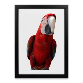 Perroquets oiseau T-shirt cadeau - Affiche encadrée (27 × 37 cm) - noir - Devant