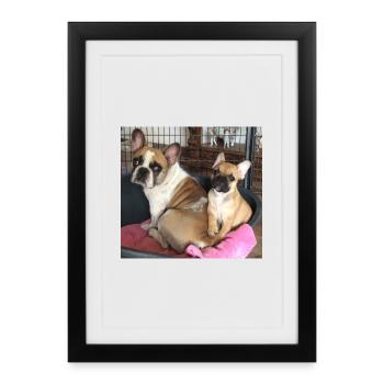 Français Bulldog Mère et Fils - Affiche encadrée (27 × 37 cm) - noir - Devant