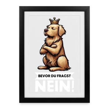 Avant de demander à Goldie Goldies Golden Retriever - Affiche encadrée (27 × 37 cm) - noir - Devant