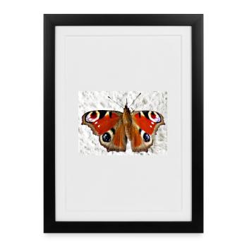 Peacock Eye Butterfly Pattern - Framed poster (27 × 37 cm) - black - Front