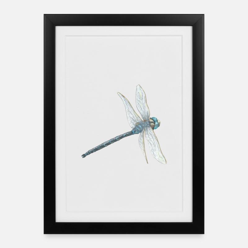 Blaugrüne Libelle Illustration - Gerahmtes Poster (27 × 37 cm) - Schwarz