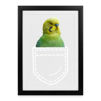 Bird budgie - Framed poster (27 × 37 cm) - black - Front