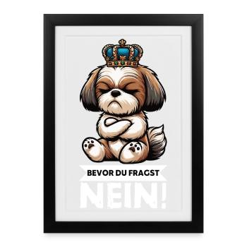 Bevor Du Fragst Nein Shih tzu Shih tzus Shih  - Gerahmtes Poster (27 × 37 cm) - Schwarz - Vorne
