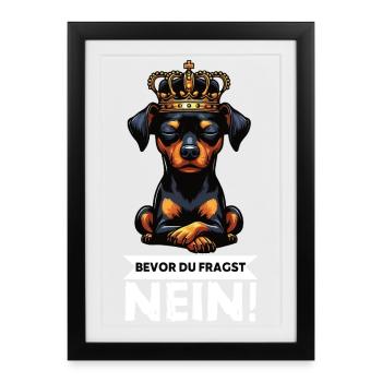 Avant de demander à Miniature Pinscher Pinscher Pinscher Fan - Affiche encadrée (27 × 37 cm) - noir - Devant