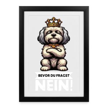 Avant que vous ne demandiez, aucun propriétaire havanais - Affiche encadrée (27 × 37 cm) - noir - Devant