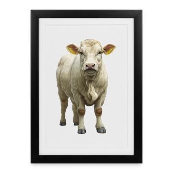 Bœuf Charolais - Affiche encadrée (27 × 37 cm) - noir - Devant